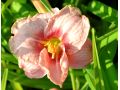 Hemerocallis EveryDaylily™ Cerise® - denivka