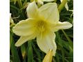 Hemerocallis EveryDaylily™ Cream® - denivka