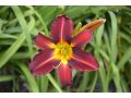 Hemerocallis EveryDaylily™ Red Ribs® - denivka