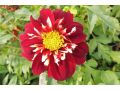 Dahlia Collerette Group 