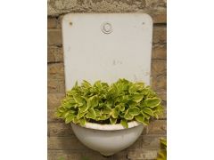 Hosta 