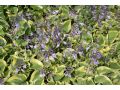 Hosta 