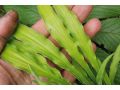 Hosta 