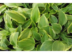 Hosta 
