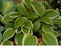Hosta 