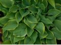 Hosta 