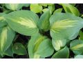 Hosta 