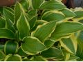 Hosta 
