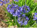 Agapanthus 