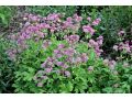 Astrantia major 