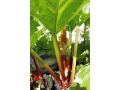 Rheum rhabarbarum 