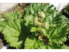 Rheum rhabarbarum 