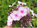 Phlox paniculata 