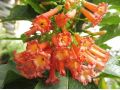 Iochroma fuchsioides - iochroma, mini durman