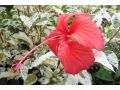 Hibiscus rosa - sinensis 