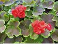 Pelargonium zonale 