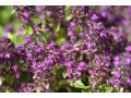 Thymus 