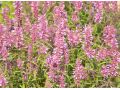 Agastache  