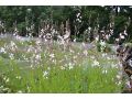 Gaura lindheimeri 