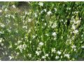 Gaura lindheimeri 