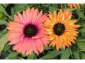 Echinacea  