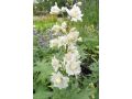 Delphinium  