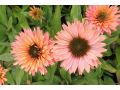 Echinacea  