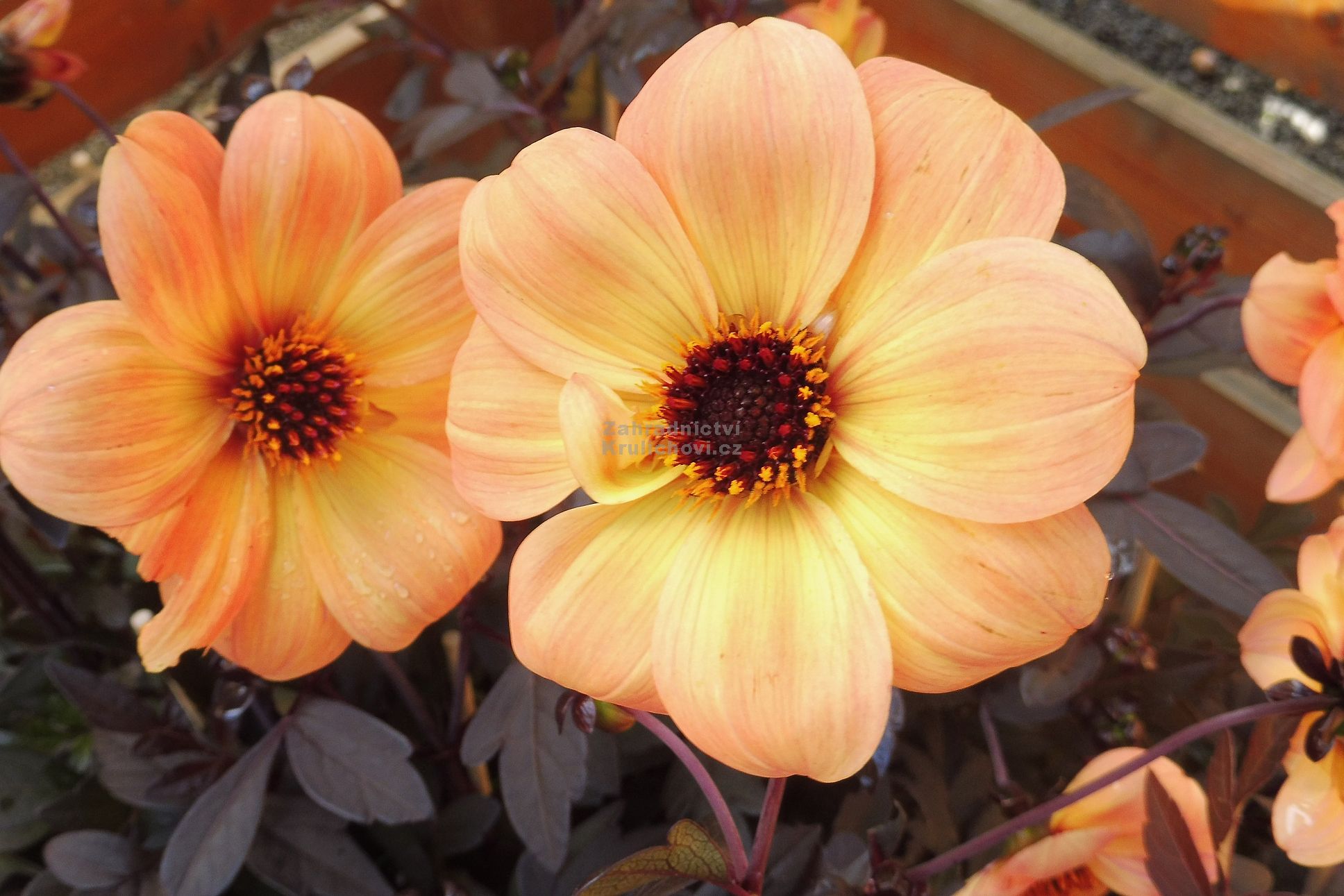 Dahlia " Mystic Haze " ® - jiřina tmavolistá Zahradnictví Krulichovi