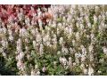 Tiarella 