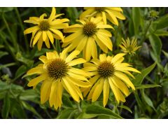 Echinacea 