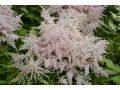 Astilbe japonica 