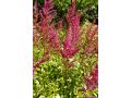Astilbe chinensis 
