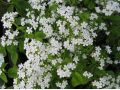 Brunnera macrophylla 