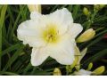 Hemerocallis 