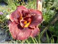 Hemerocallis 