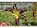 Hemerocallis 