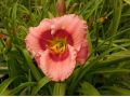 Hemerocallis 