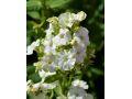 Phlox paniculata 