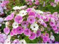 Phlox paniculata 
