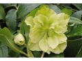 Helleborus hybridus 