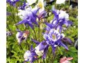Aquilegia caerulea  