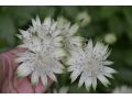 Astrantia major subsp. involucrata 