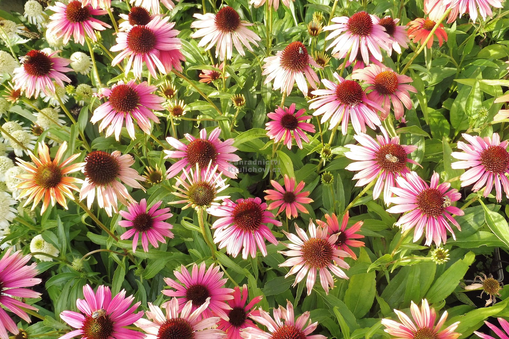 echinacea-fountain-orange-bicolour-t-apatkovka-zahradnictv