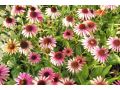 Echinacea 