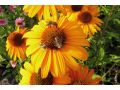 Echinacea 