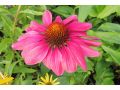 Echinacea 