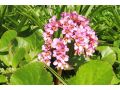 Bergenia cordifolia 