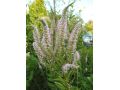 Veronicastrum virginicum 