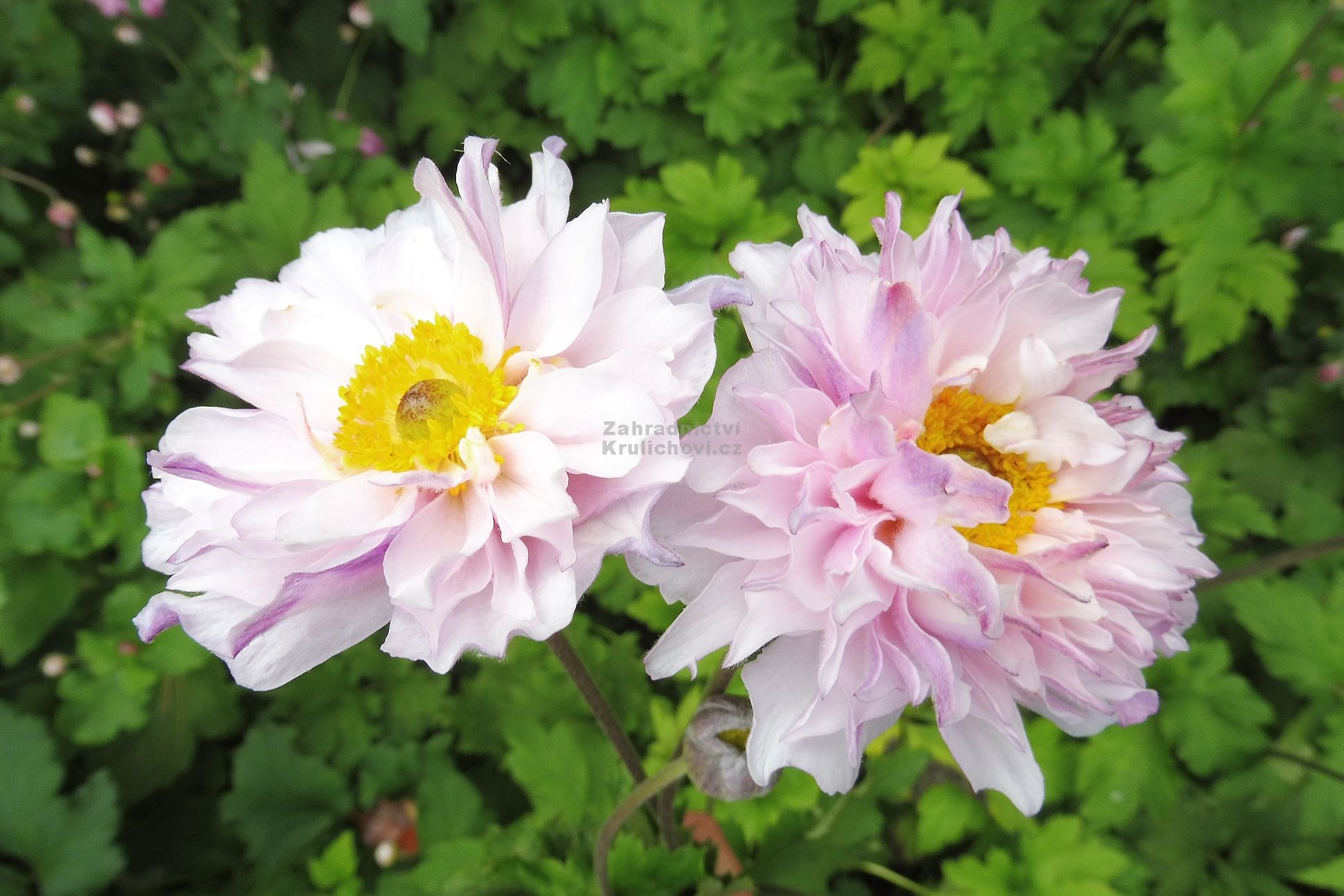 Anemone 'Frilly Knickers