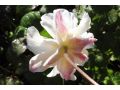 Anemone 